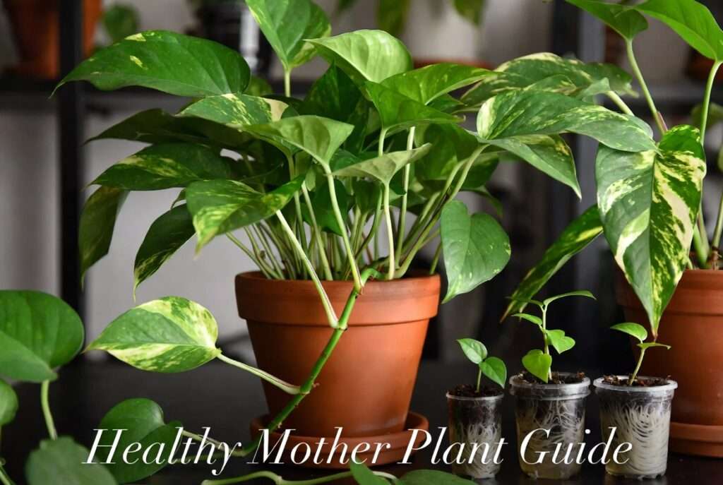 mother plant
