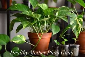 mother plant