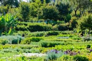 multi-tier orchard design for diverse crops