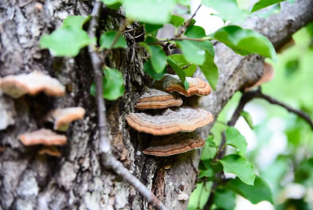 mushroom on tree