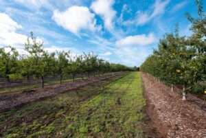 orchard floor management techniques