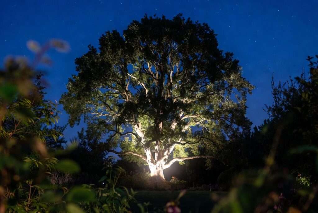 outdoor tree illumination