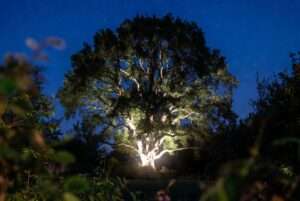 outdoor tree illumination