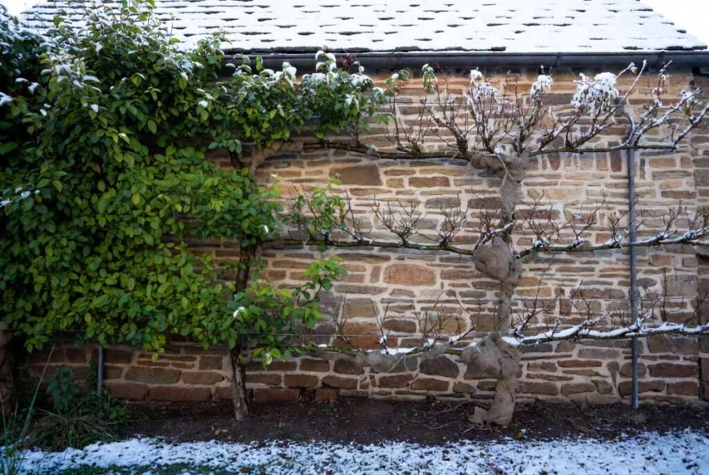 overwintering and protection for espalier lines