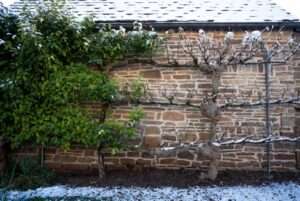 overwintering and protection for espalier lines