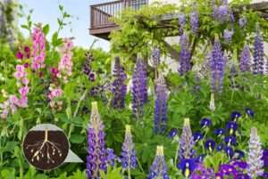 papilionaceae family plants