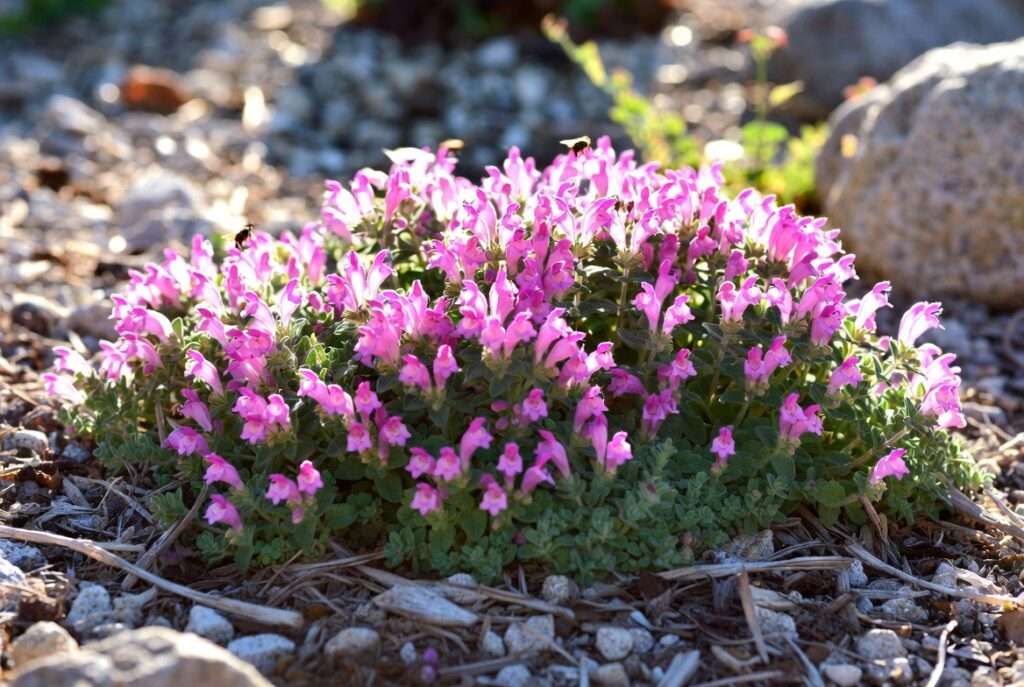 pink skullcap plant