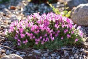 pink skullcap plant