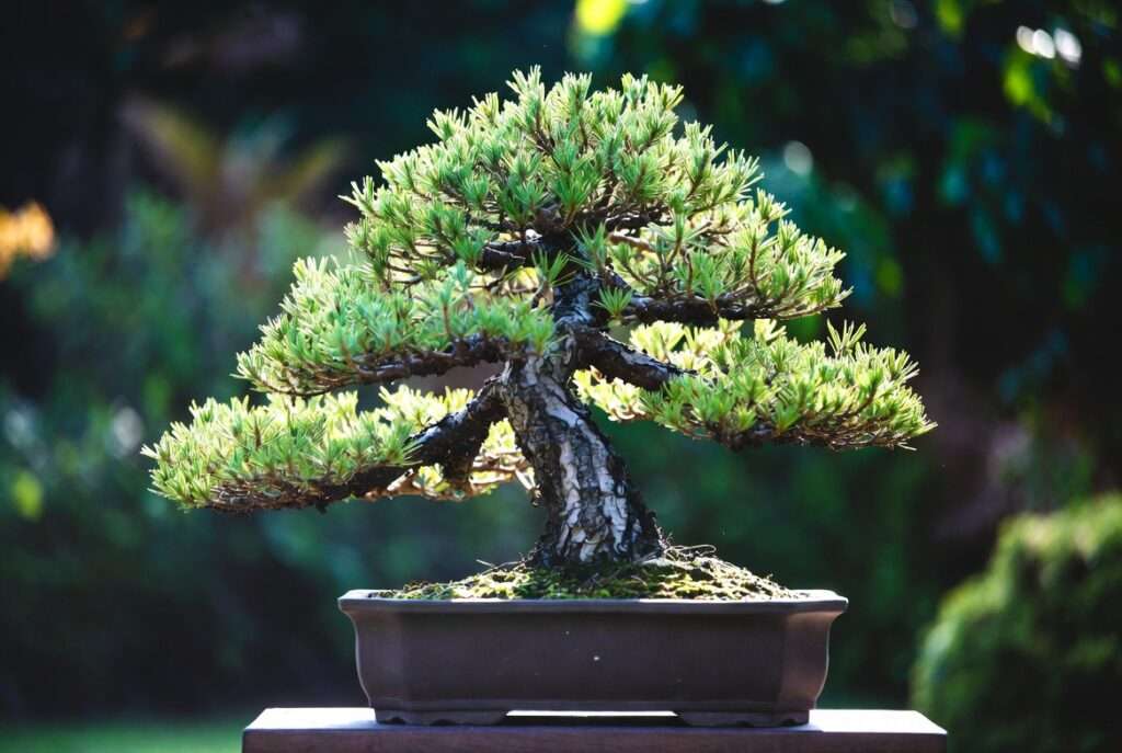 pinus bonsai tree