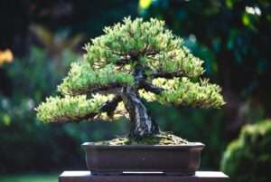 pinus bonsai tree