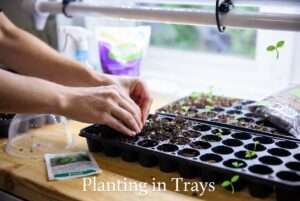planting in trays