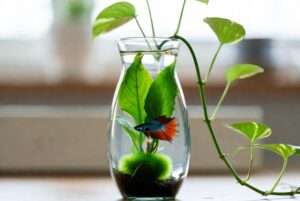 plants for bettas in a vase