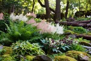 plants for shade deer resistant