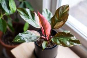 plants pink philodendron rare