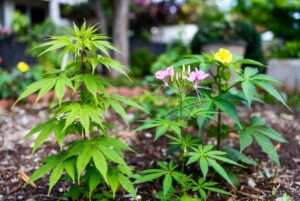 plants that resemble pot