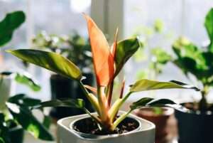 prince of orange plant