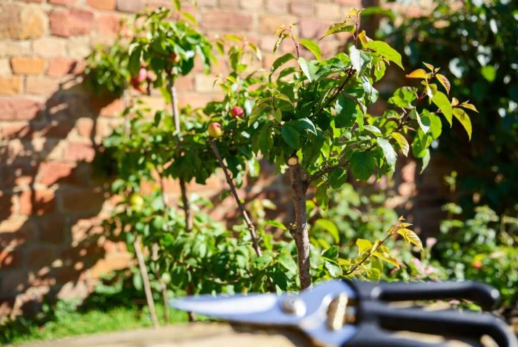 pruning schedule for espalier shape maintenance