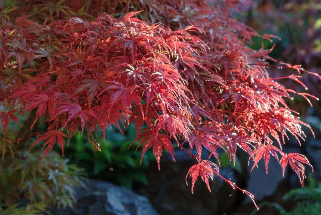 red dragon maple tree