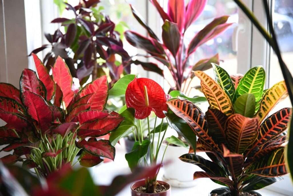 red house plants