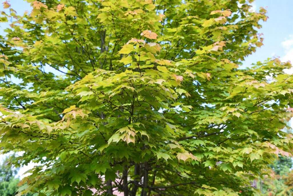 red maple tree summer