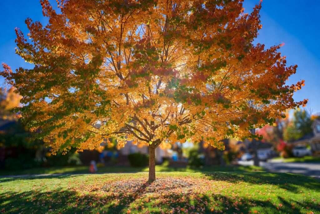 redbud tree fall foliage