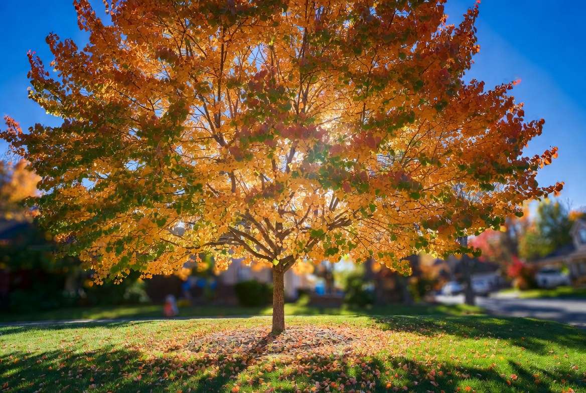Redbud Tree Fall Foliage: Stunning Colors with Proper Care