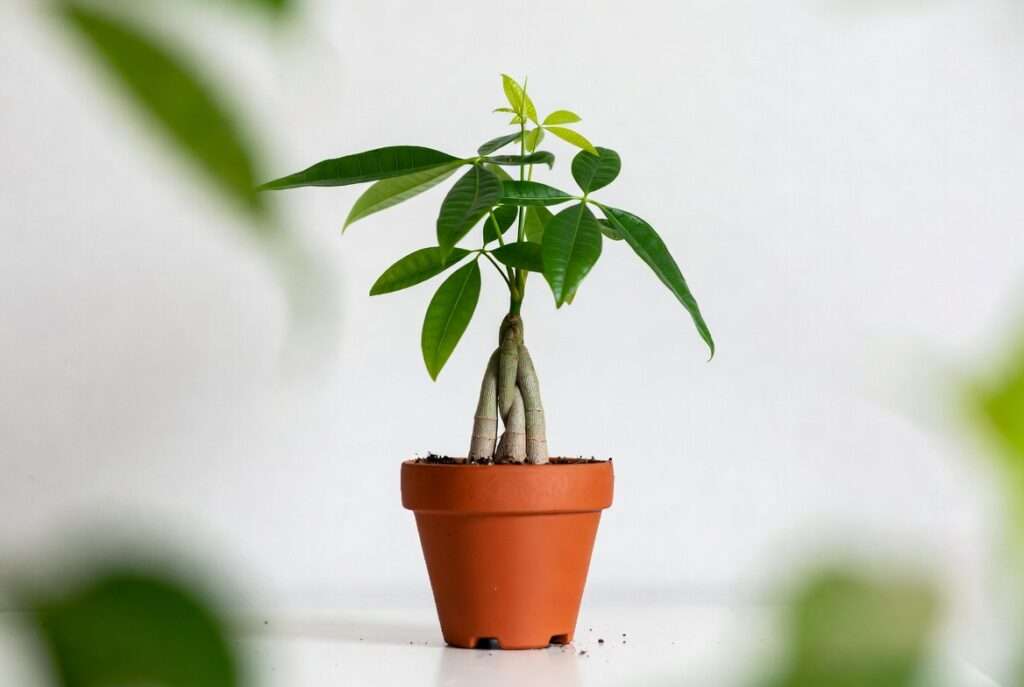 repot money tree