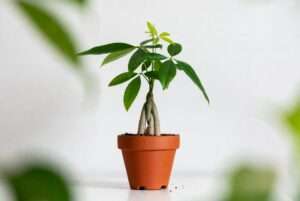 repot money tree
