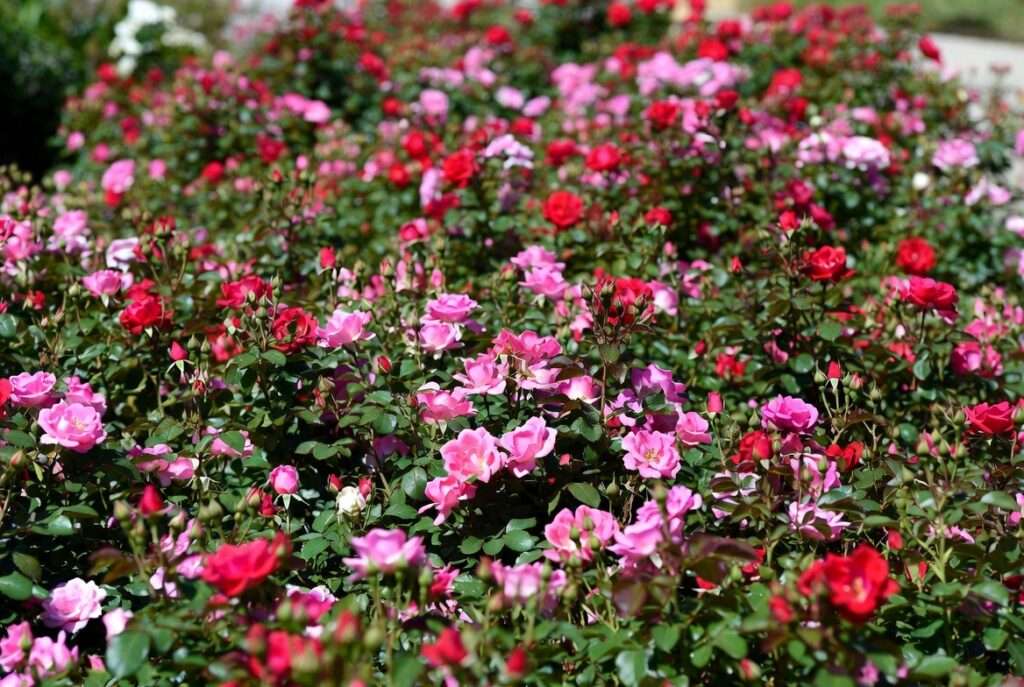 rose ground cover plants