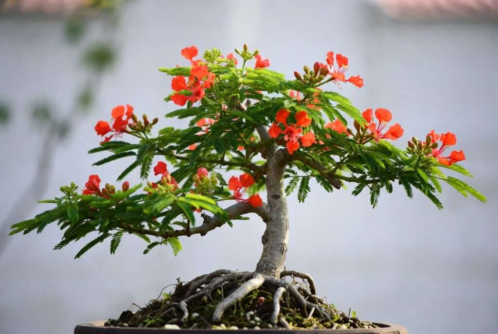 royal poinciana bonsai tree