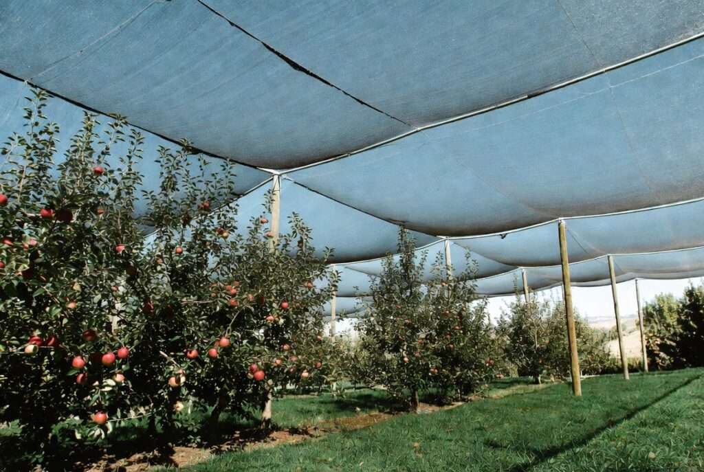 shade cloth in orchard setups
