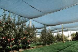 shade cloth in orchard setups