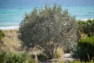 silver buttonwood tree