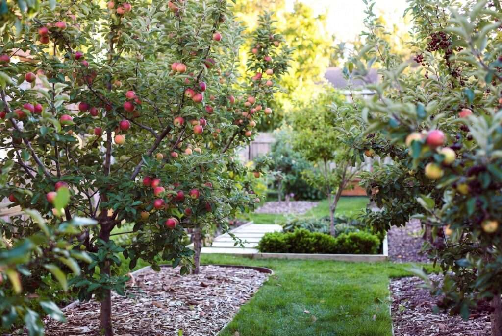 small-scale orchard planning and layout