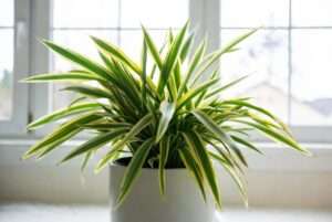 song of india plant care