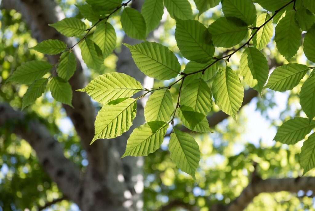 spade shaped tree leaves