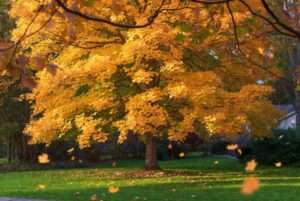 state street maple tree
