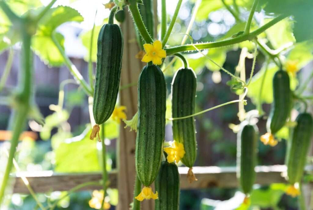 straight eight cucumber plant