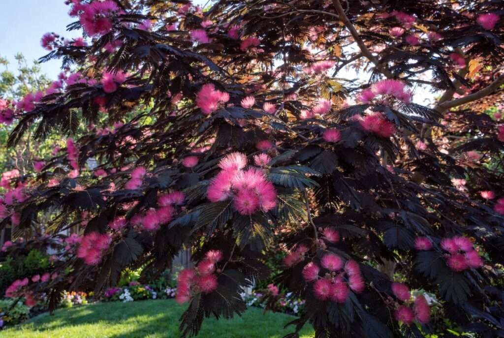 summer chocolate mimosa tree