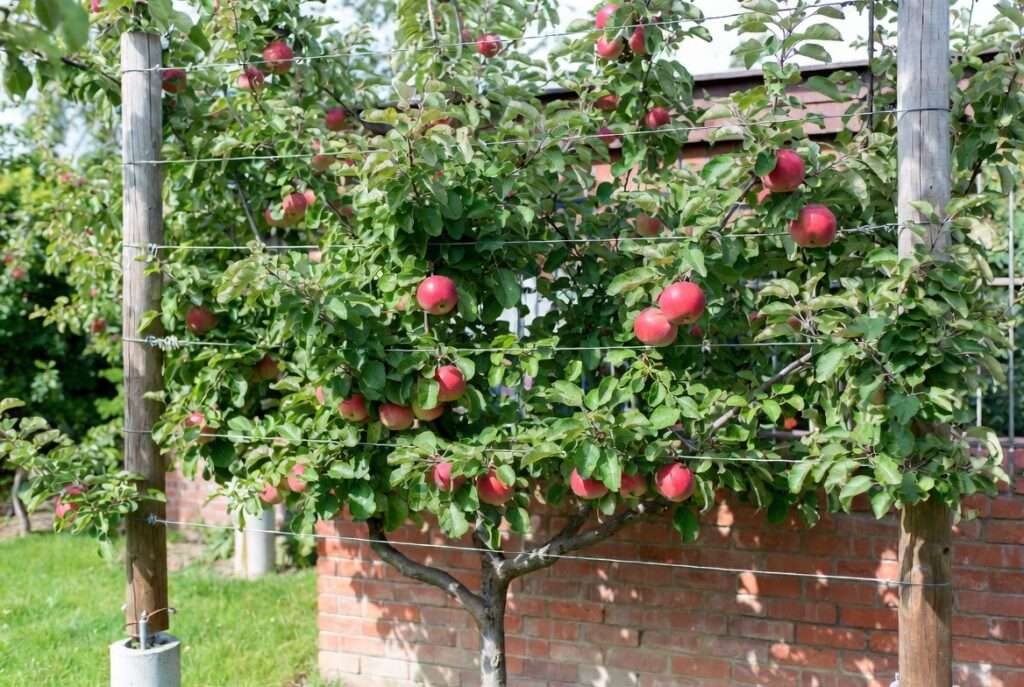 support structures for espalier trees
