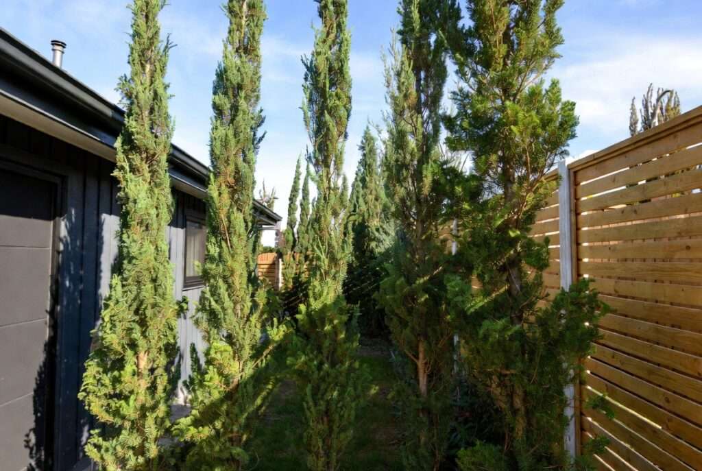 tall skinny pine trees