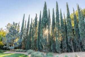 tall thin pine trees