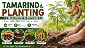 tamarind planting