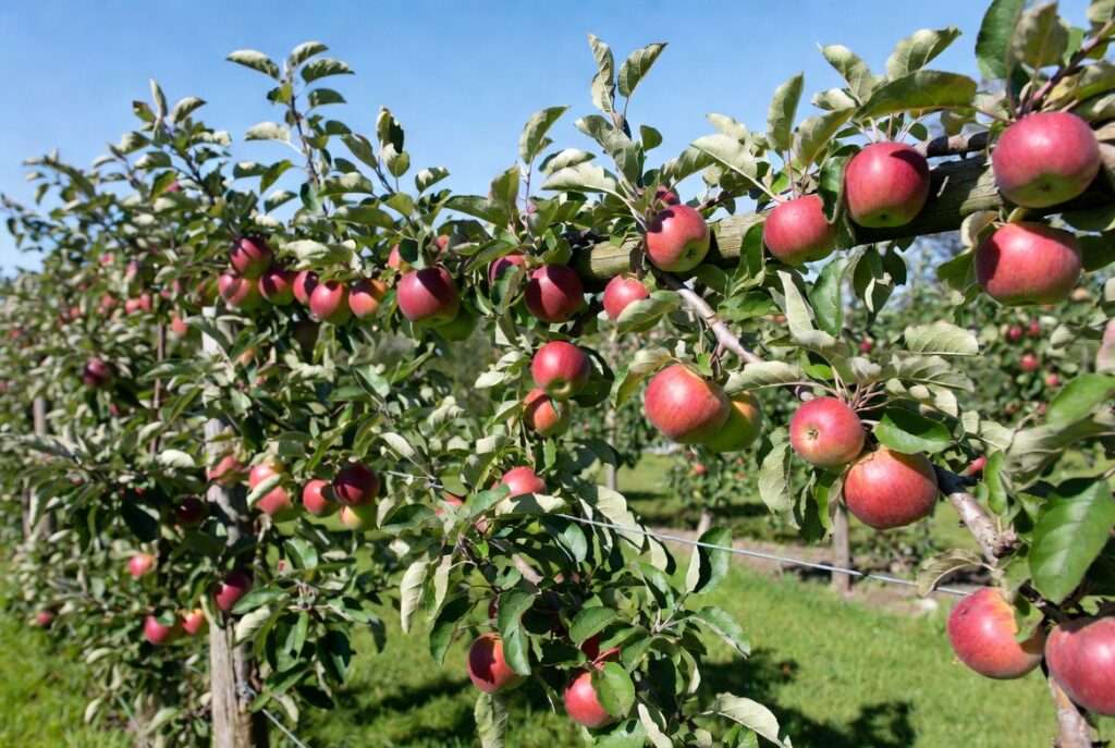 training apple trees into horizontal cordons