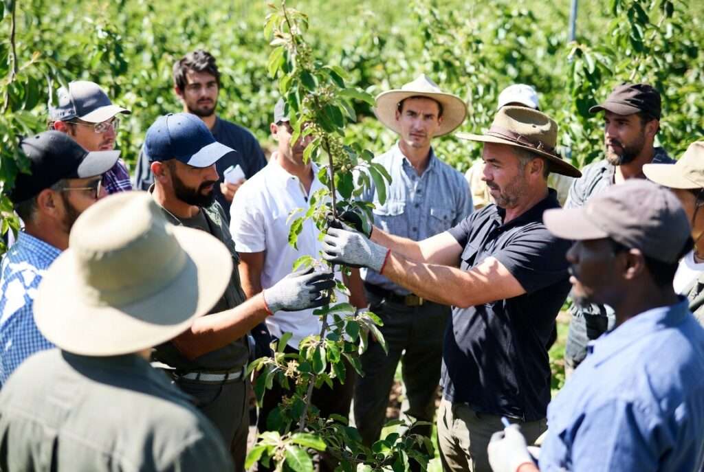 training orchard workers on pruning methods