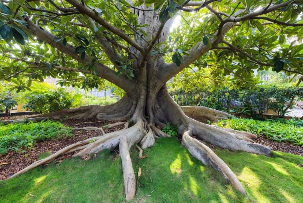 tree roots above ground