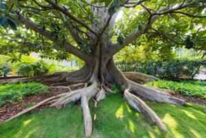 tree roots above ground