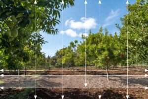 tree spacing for maximum fruit production