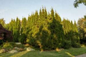 trees for protection