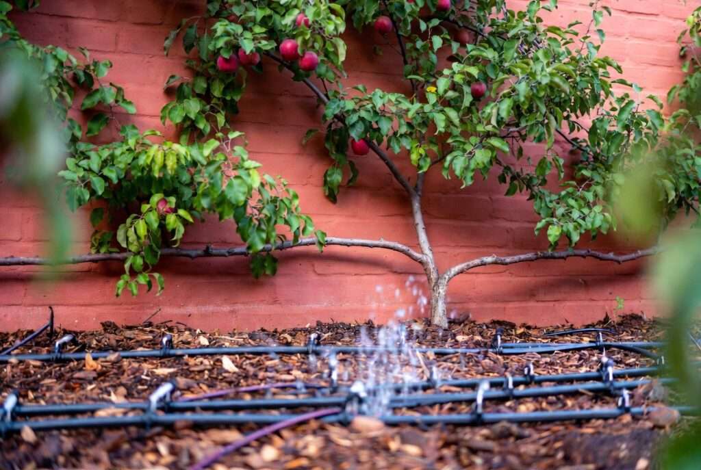 water management for wall-trained trees